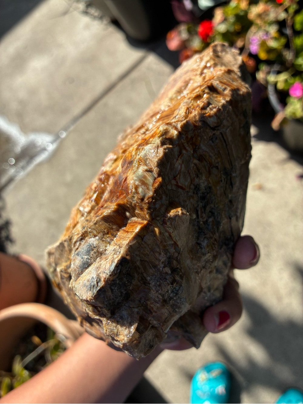 Large Rare Petrified Wood Specimen Rough 6” x7”, Over 5 Lbs - Picture 8 of 16